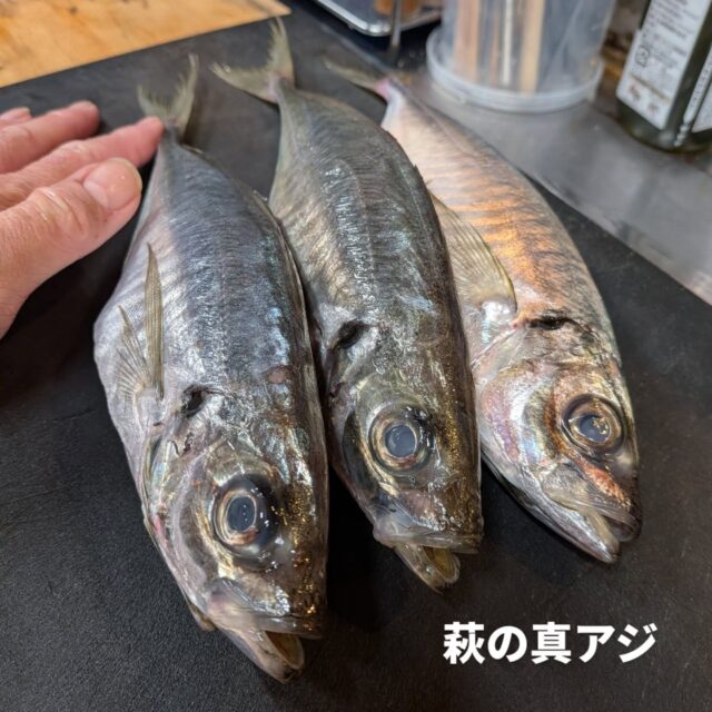 おはようございます
早くも5月最終週です

今日は萩の良いアジが入りました
この季節にしては脂乗り良いので氷温で寝かせます

鱧好きの皆さん、今年も鱧始まりました
今日のは大分のものです
もう太いですね

他には長崎の穴子やらマグロもいいのが入ってます

アスパラも引き続き
トウモロコシもはじまりです

今週も宜しくお願いします🙇

#旬彩こはく
#季節料理
#静岡和食
#静岡グルメ